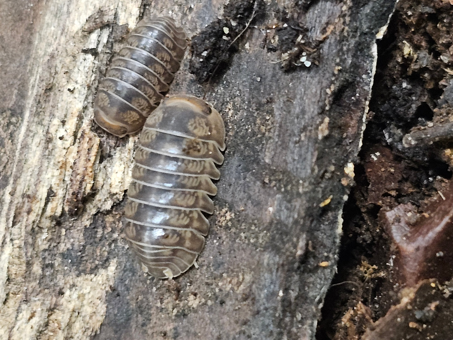 Sinodillo white antenna Lots de 5