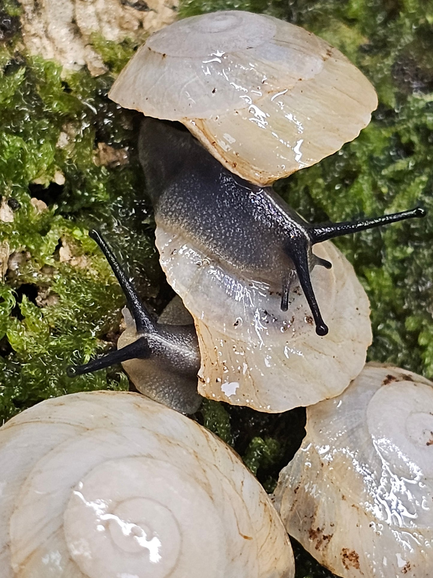 Caracolus sagemon albino shell