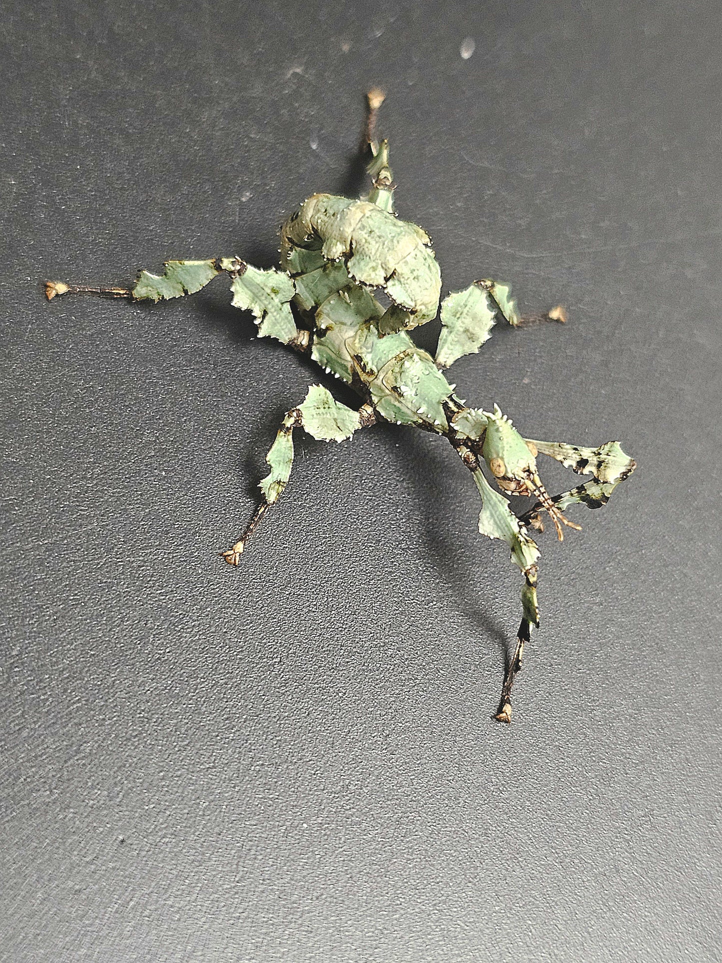 Extatosoma tiaratum Lichen