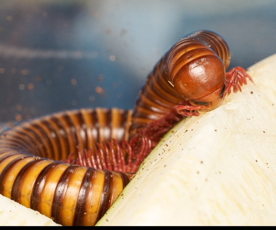Spirostreptidae sp Togo