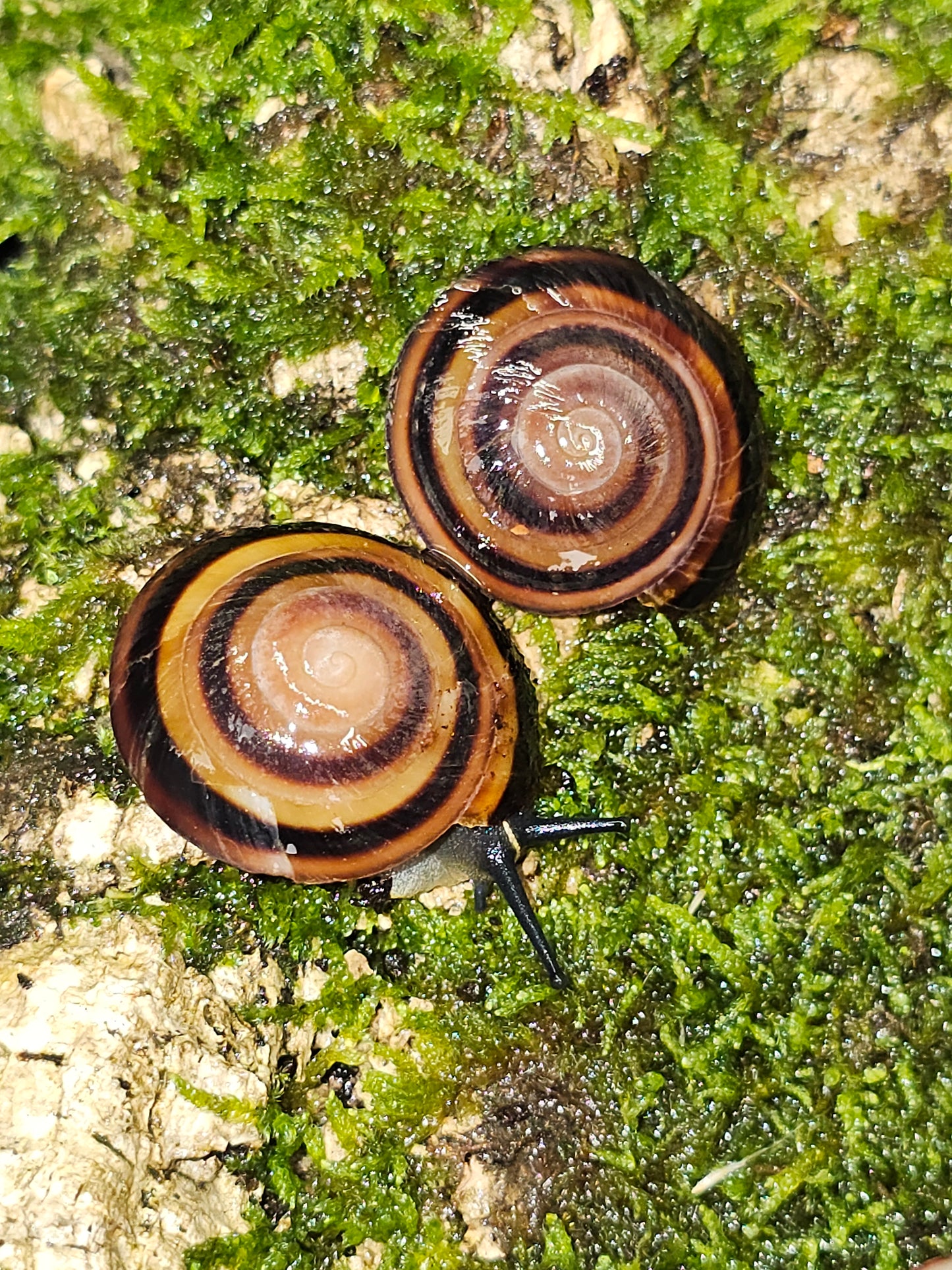 Caracolus marginella marginella