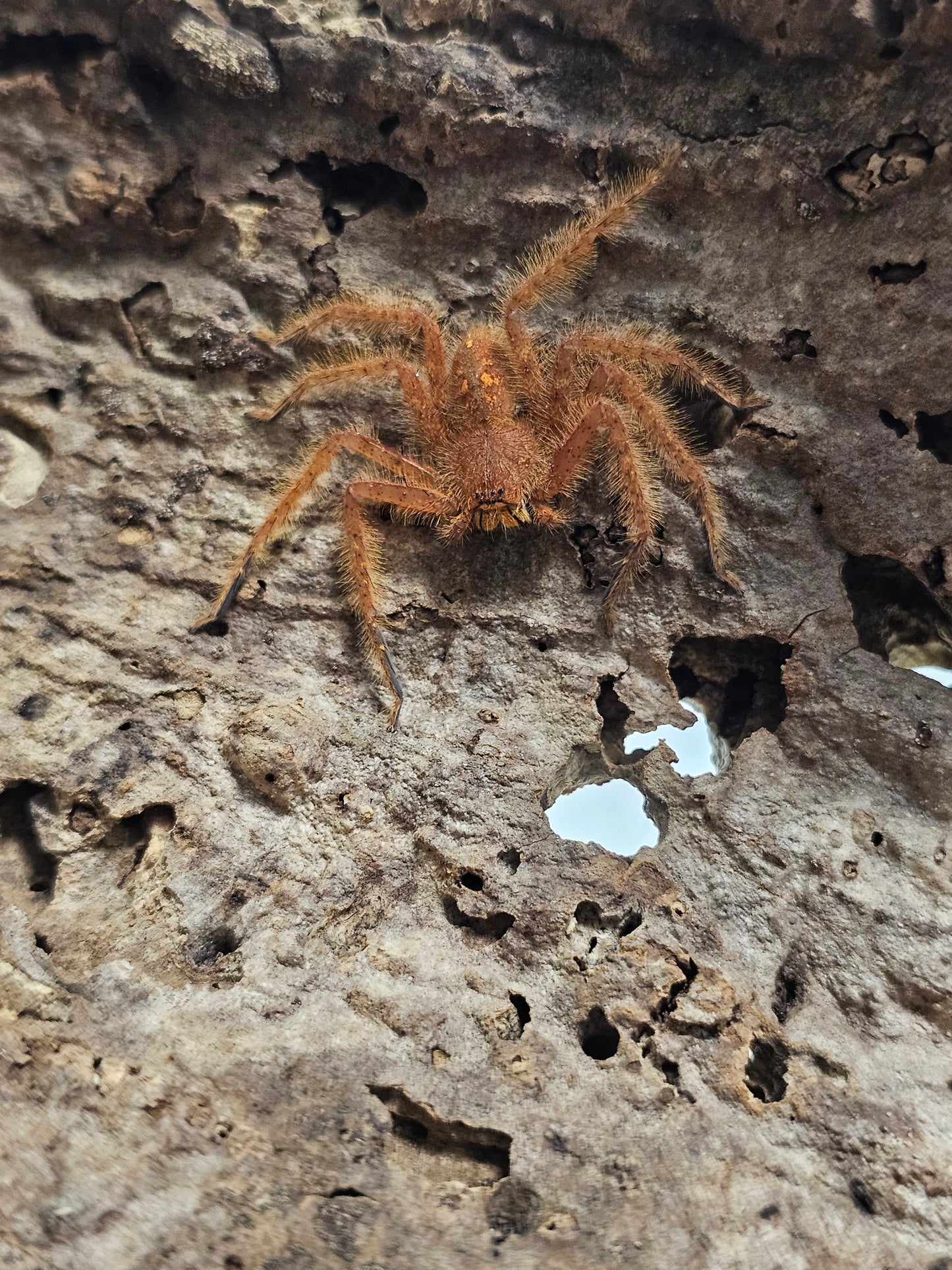 Heteropoda Davidbowie individus sub et adulte