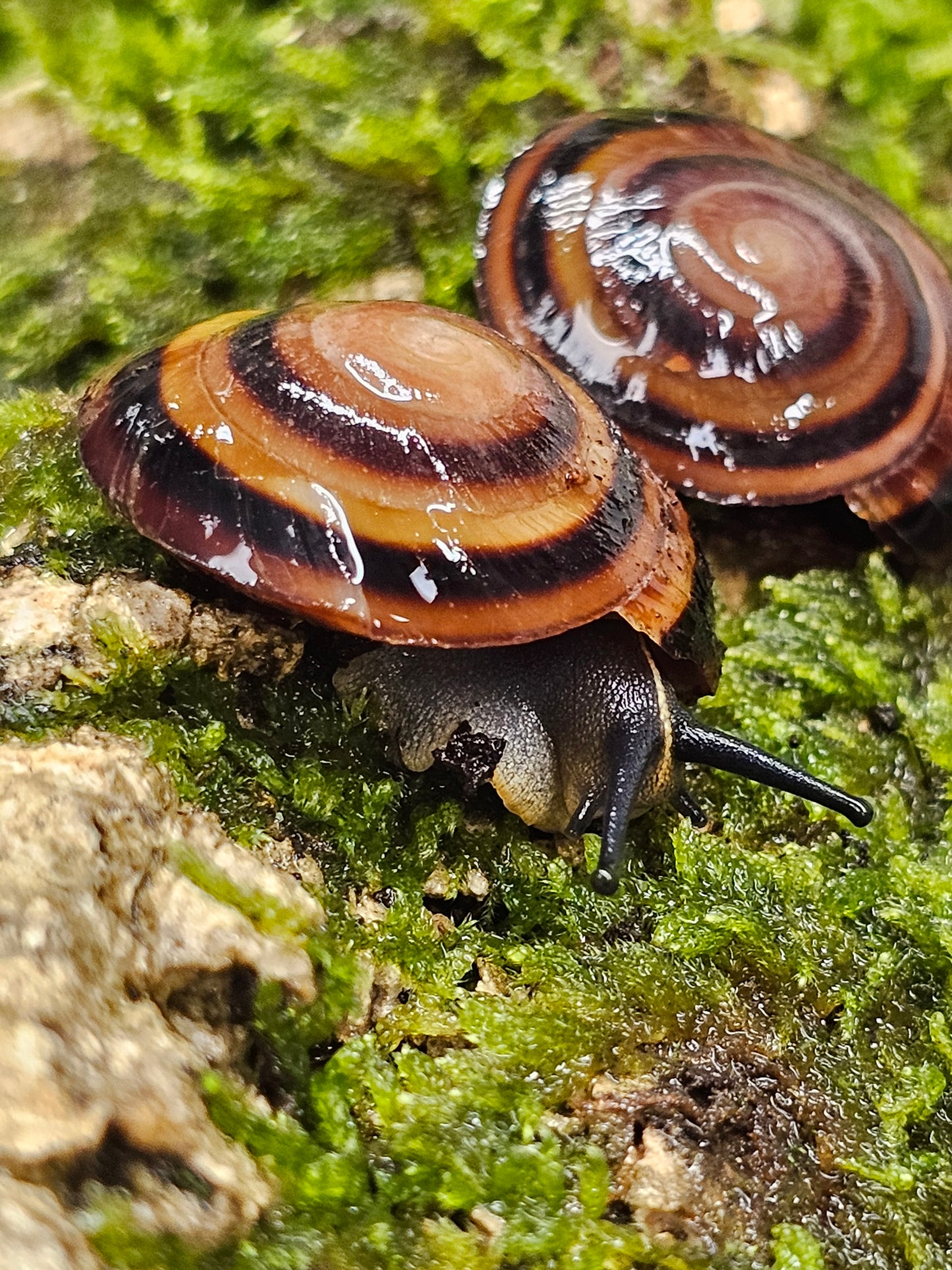 Caracolus marginella marginella