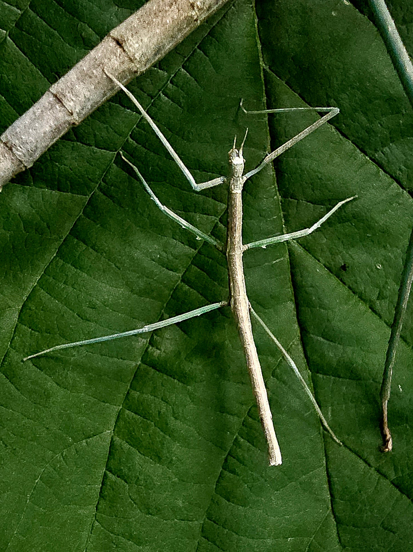 Medauroidea extradentata bleu