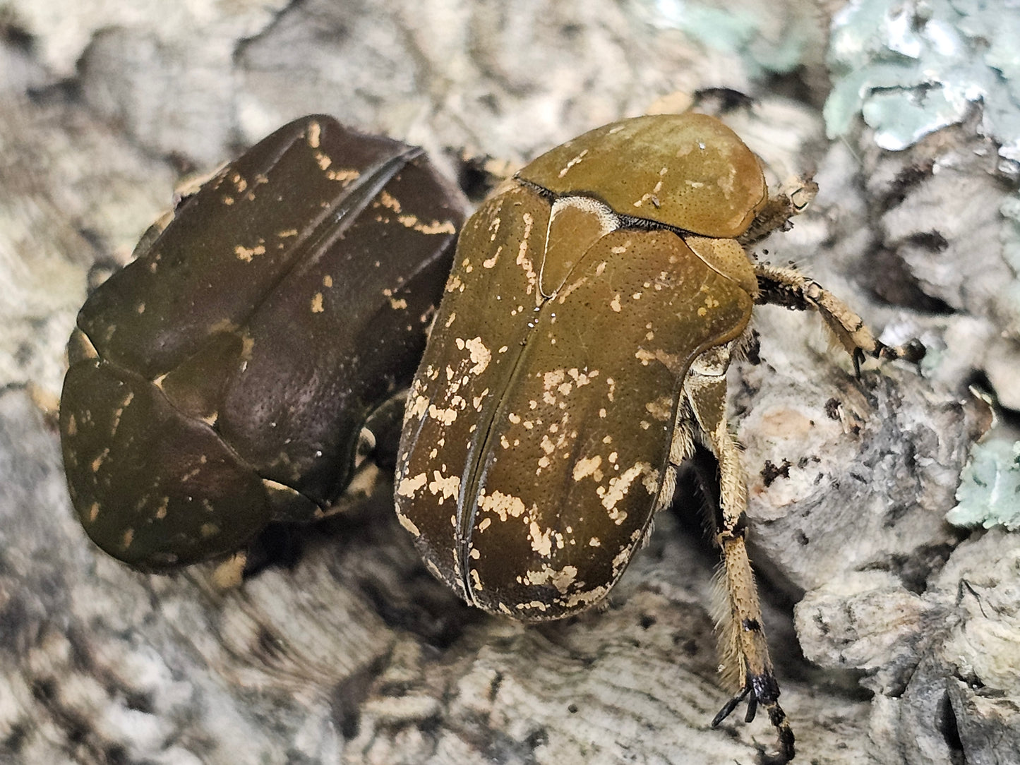 Protaetia culta culta Lots de 5