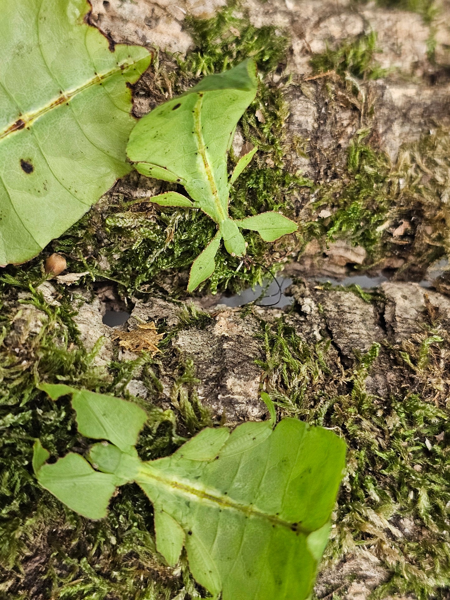 Cryptophyllium oyae " Chiang Rai" couple adulte