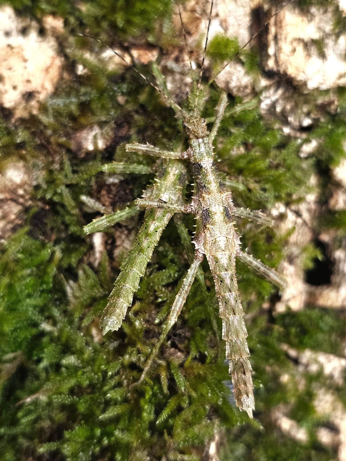 Aretaon asperrimus Lots de 4
