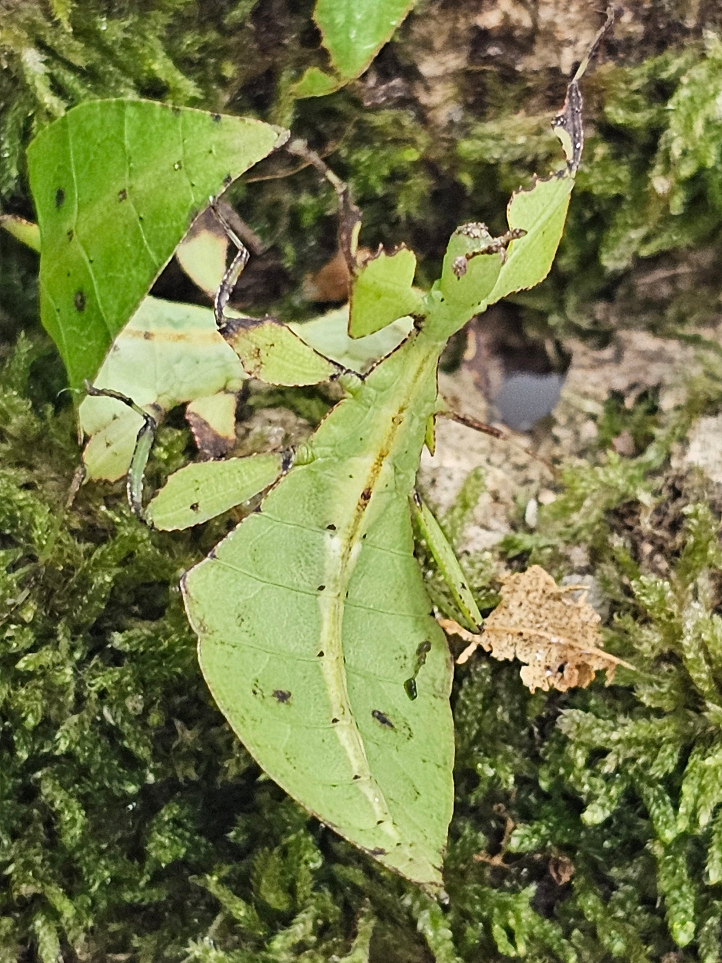 Cryptophyllium limogesi " Thac Krong Kmar" Lots de 4