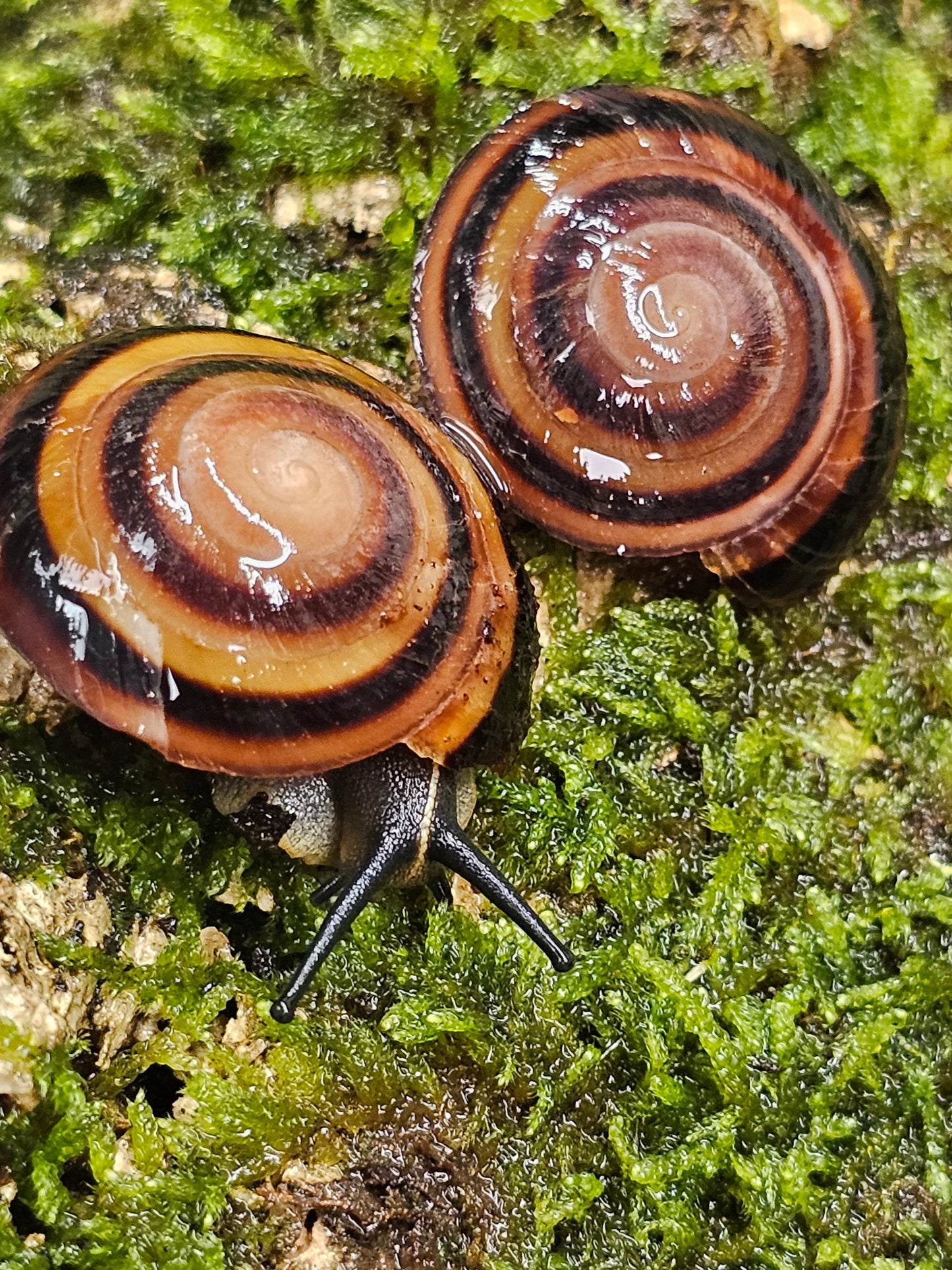 Caracolus marginella marginella