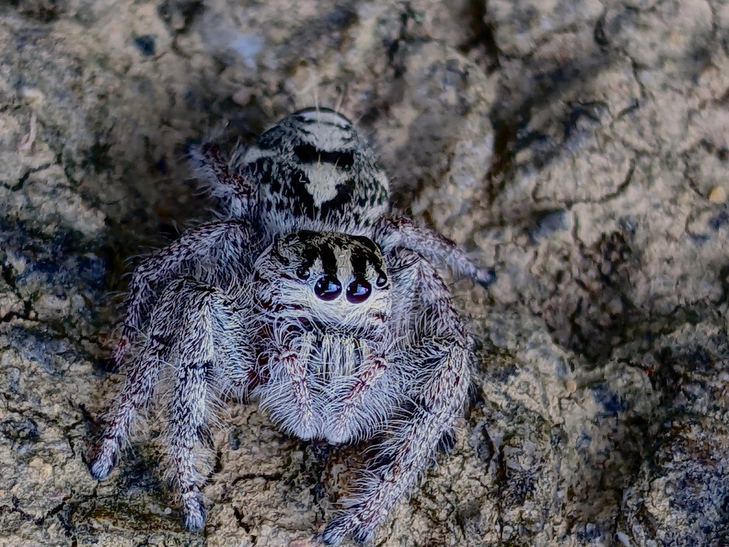 Hyllus diardi