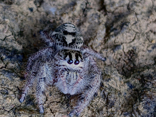 Hyllus diardi