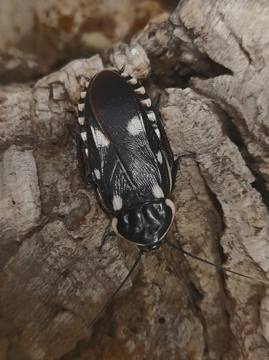 PARANAUPHOETA FORMOSANA lots de 5