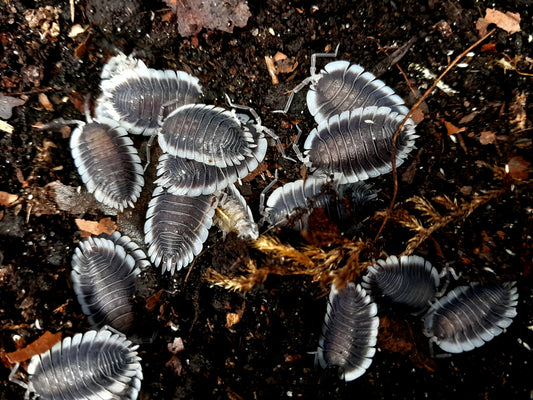 Porcellio werneri Lots de 5