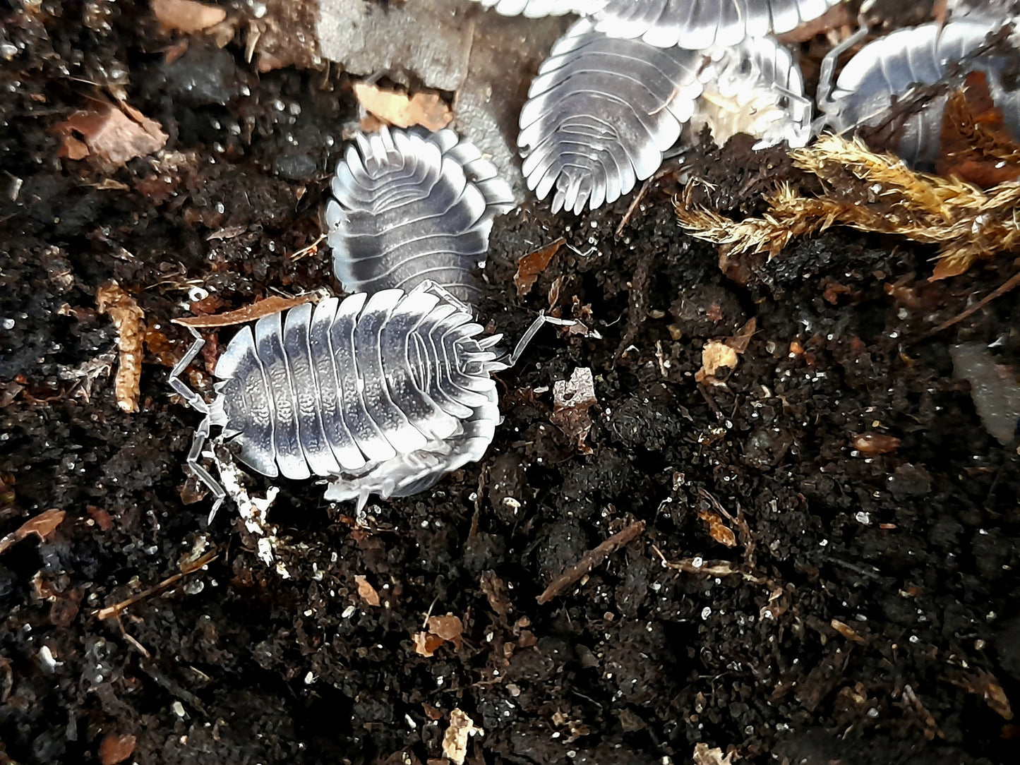 Porcellio werneri Lots de 5