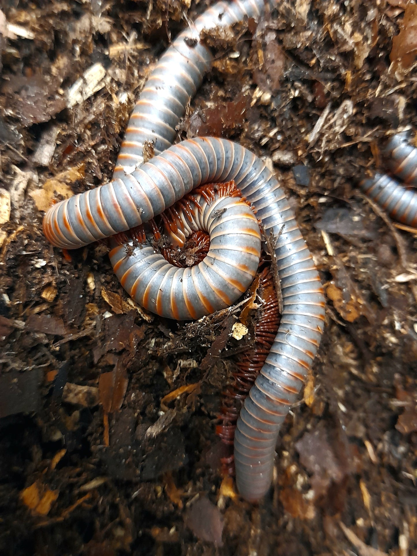 Atopochetus sp " Orange Dot"