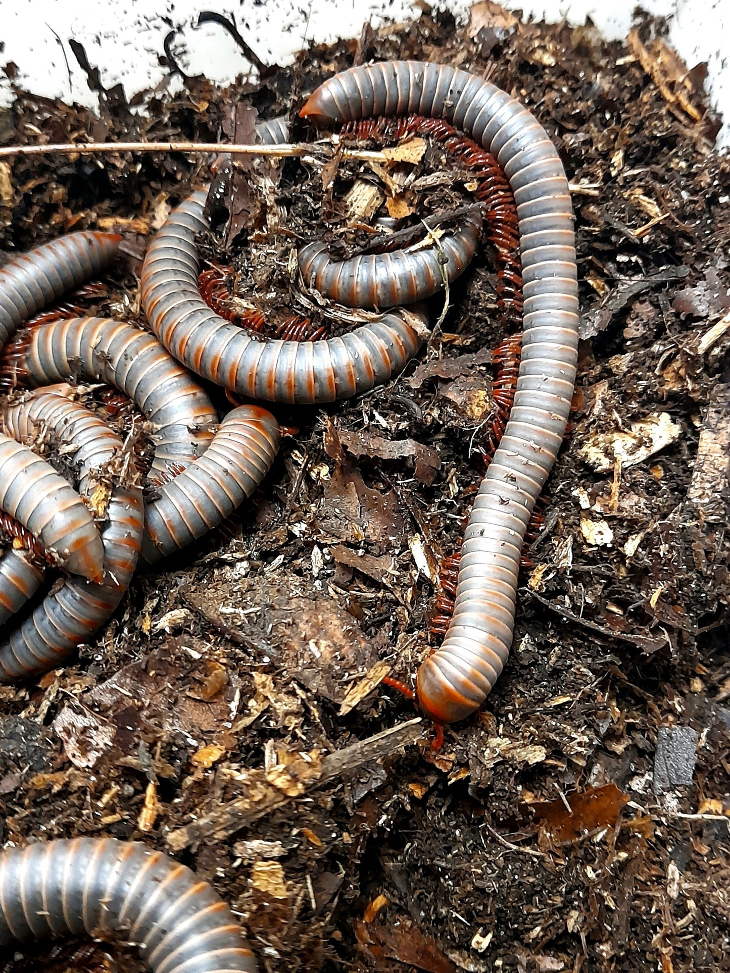 Atopochetus sp " Orange Dot"