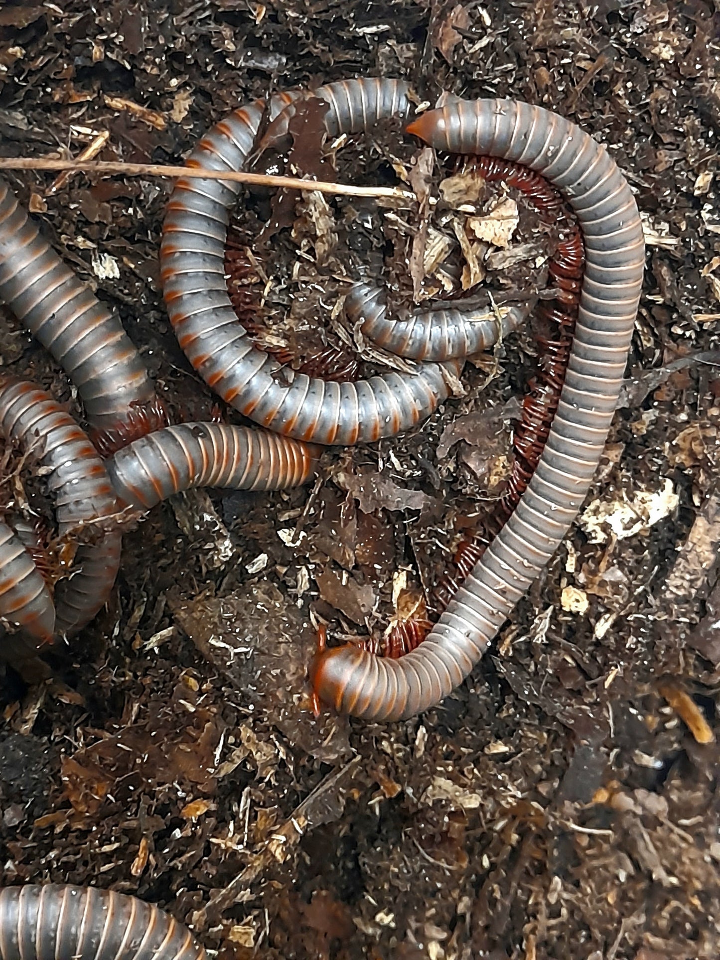 Atopochetus sp " Orange Dot"