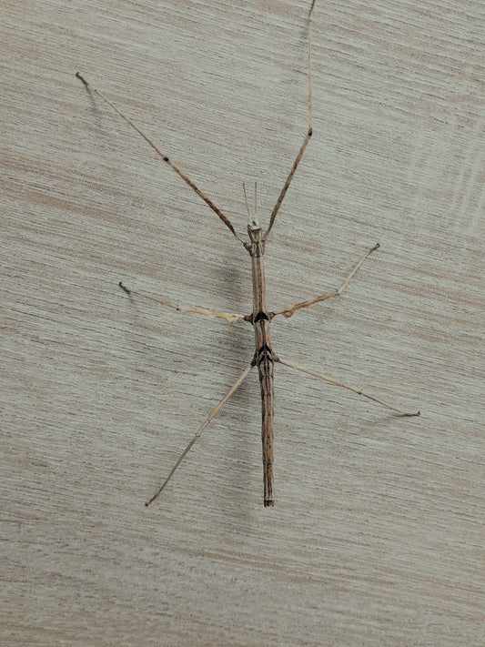 Parapachymorpha Zomproi Lots de 4
