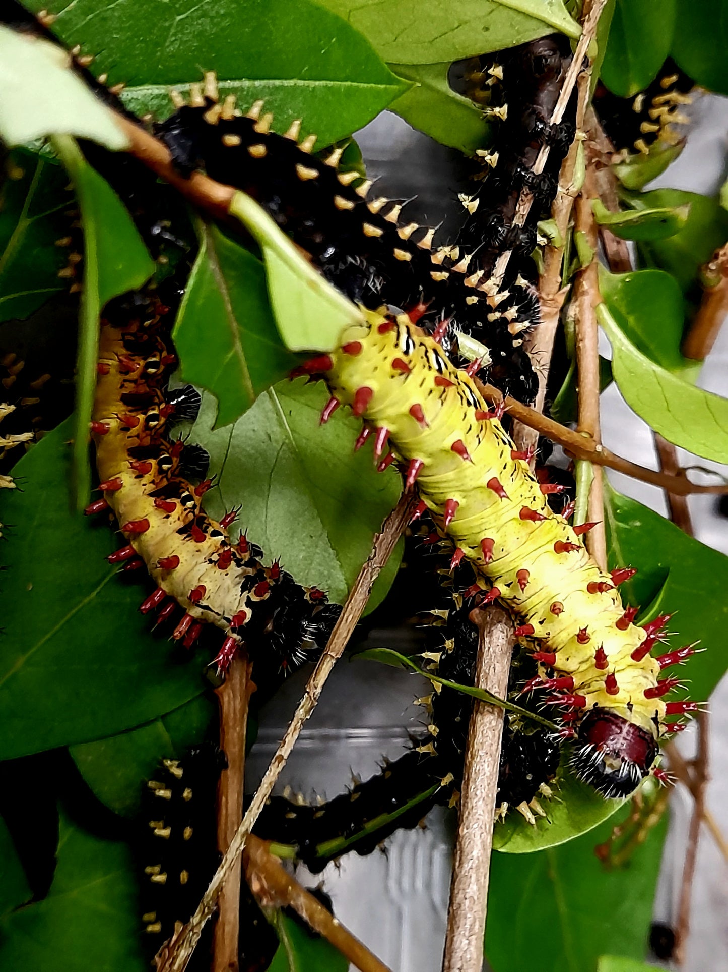 Antherina suraka