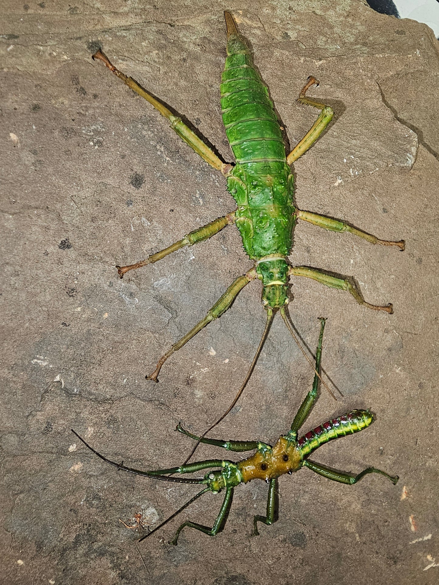 Mearnsiana bullosa Lots de 4
