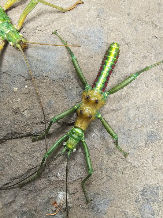 Mearnsiana bullosa Lots de 4