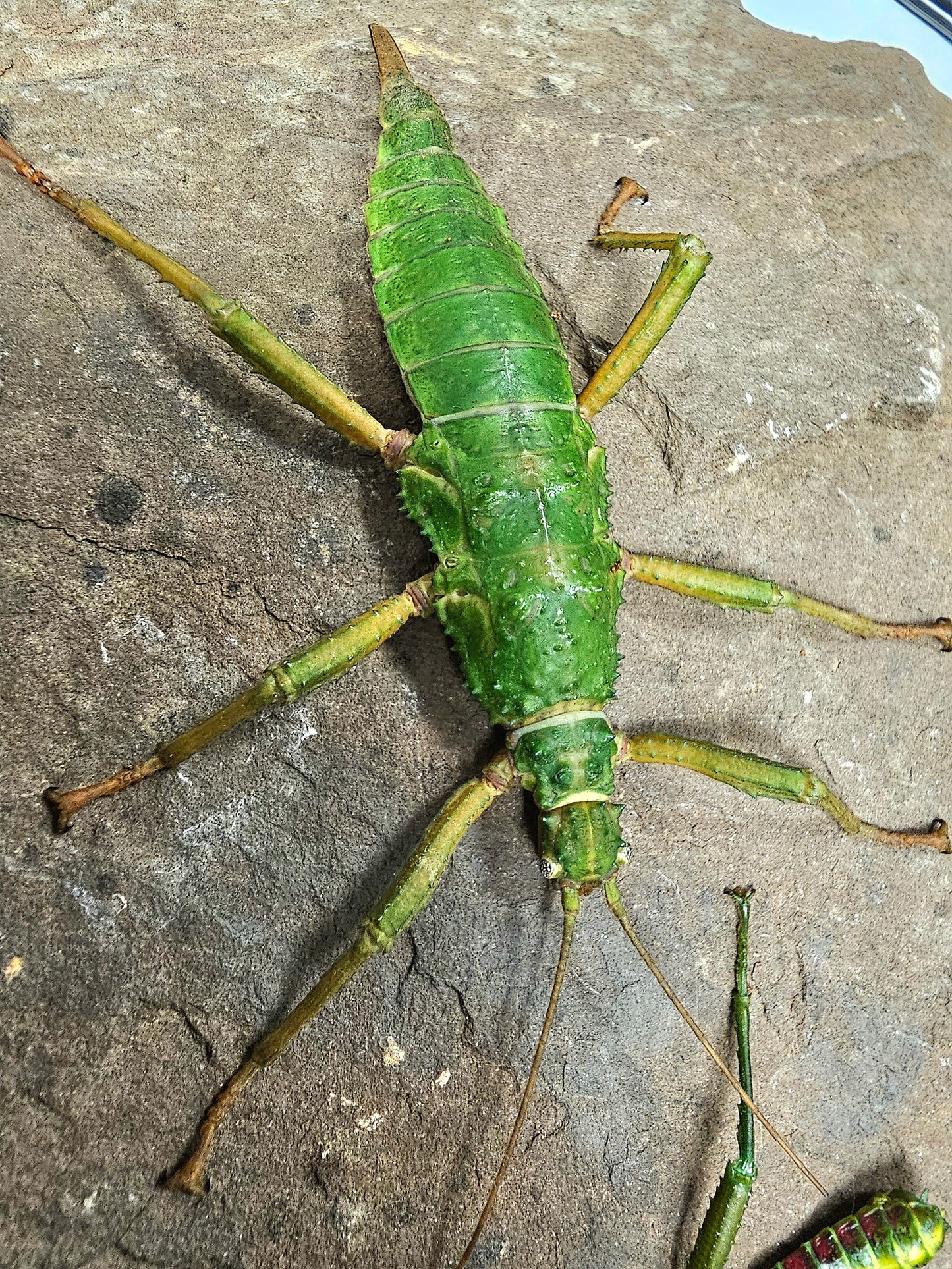 Mearnsiana bullosa Lots de 4