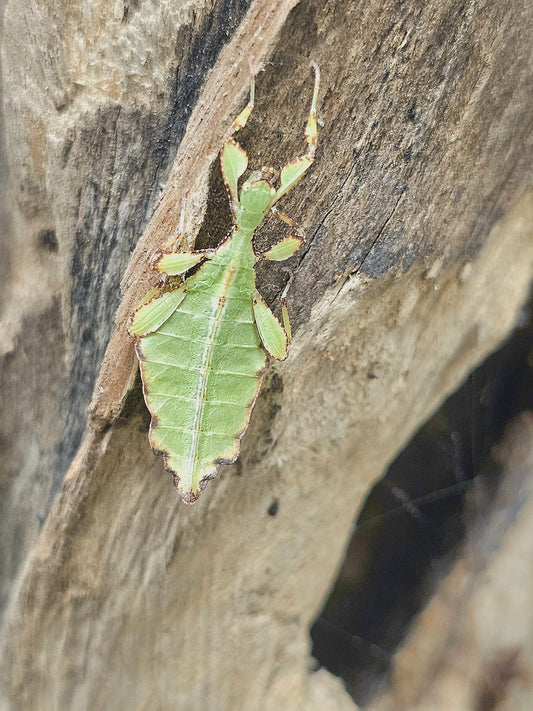 Phyllium gantungense