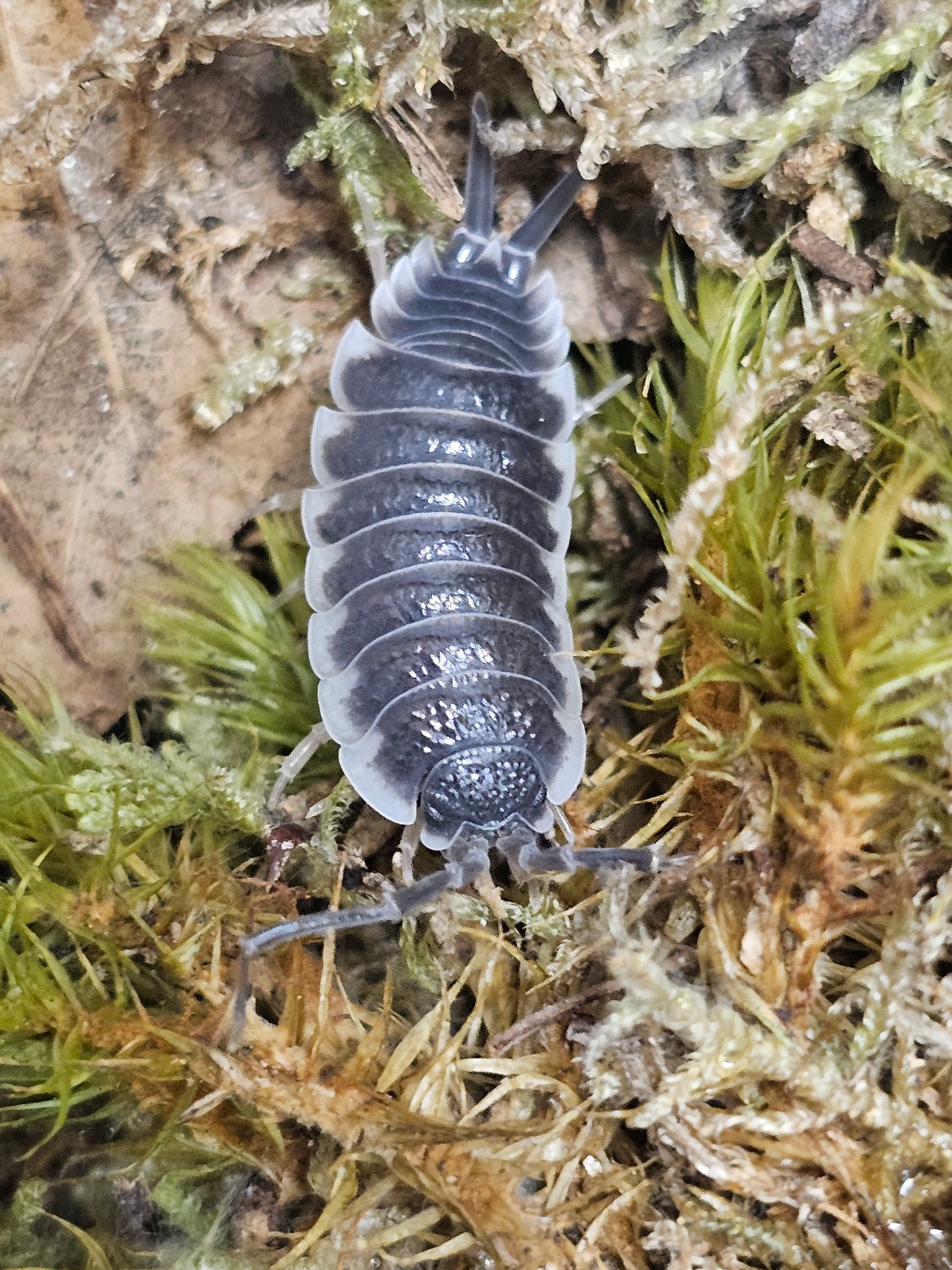 Porcellio hoffmannseggi Lots de 5