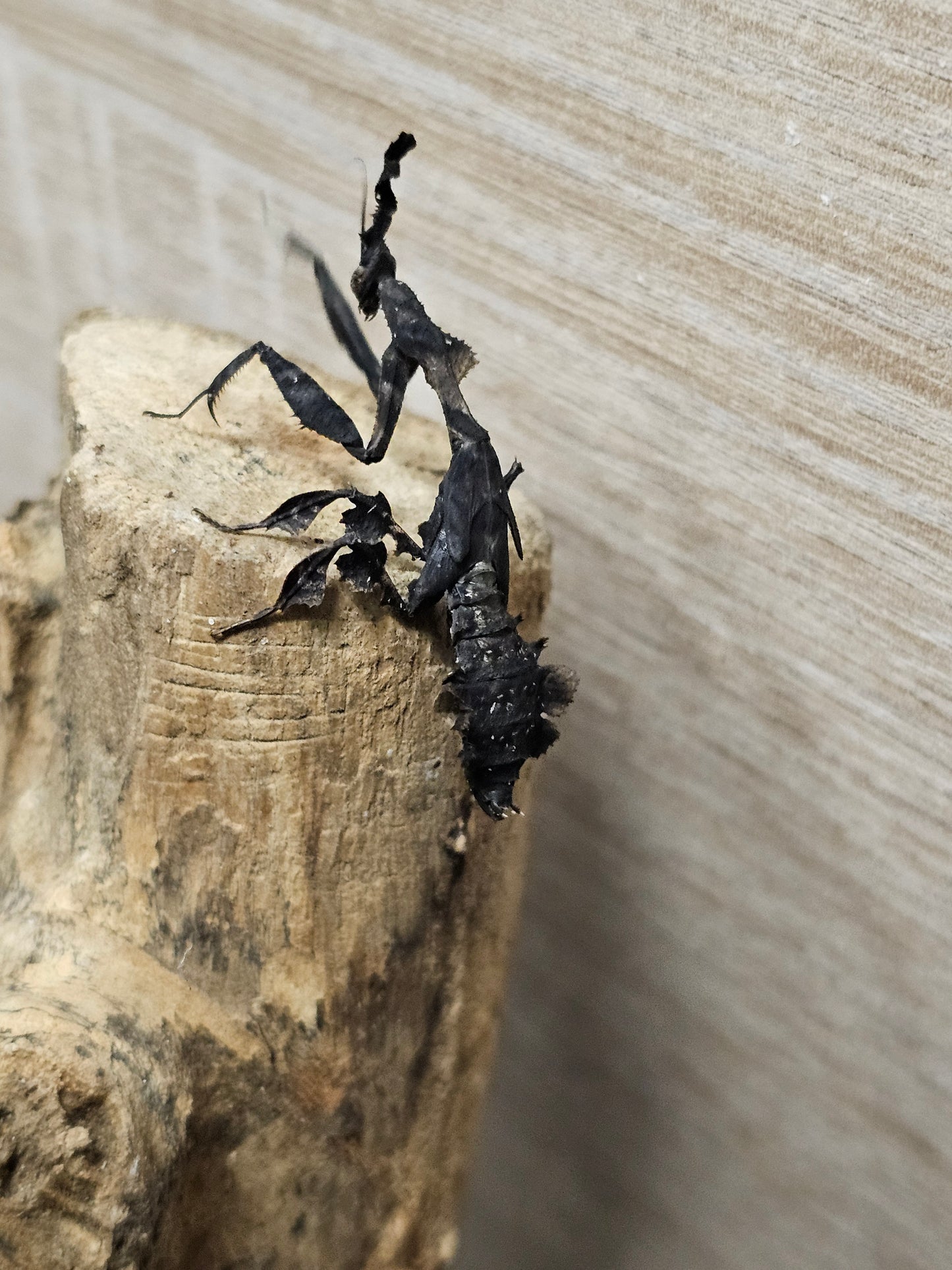 Phyllocrania paradoxa