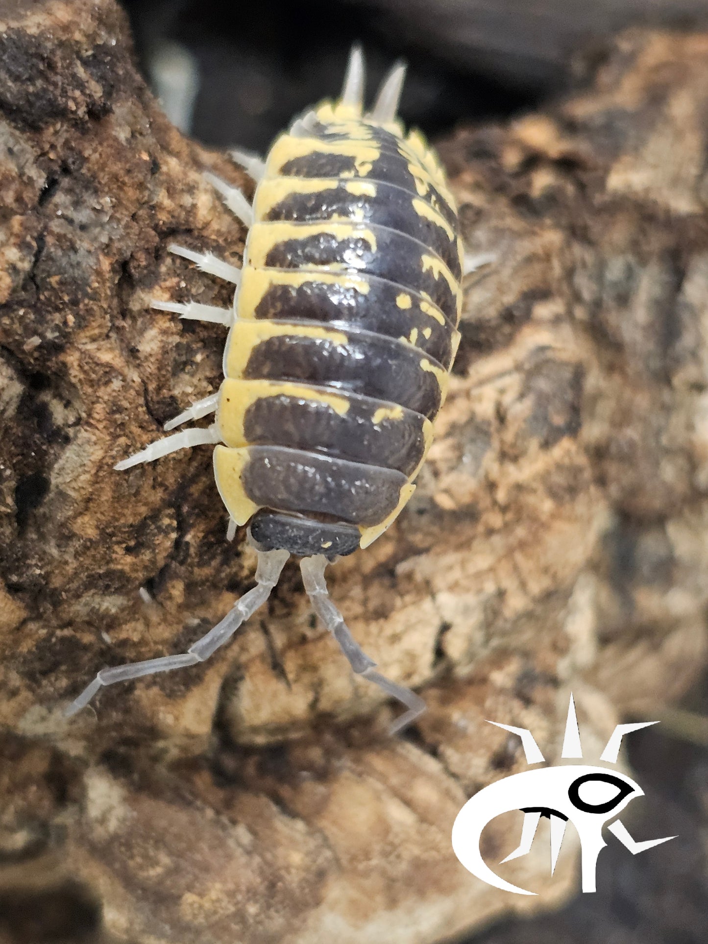 Porcellio ornatus "Yellow" Lots de 5