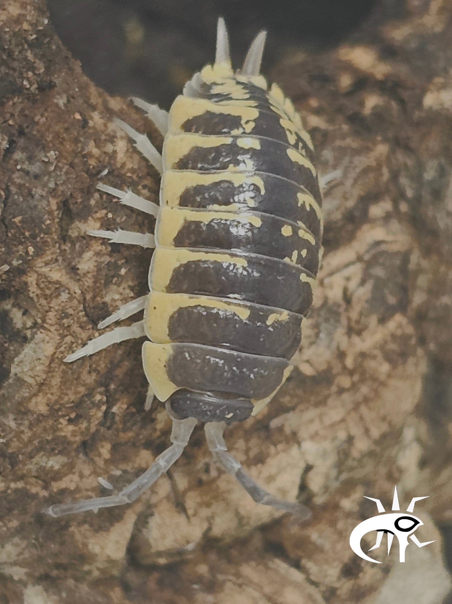 Porcellio ornatus "Yellow" Lots de 5