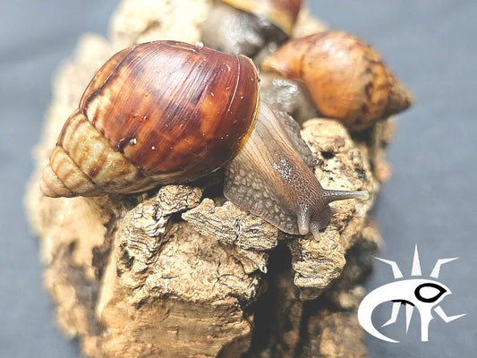 Lissachatina fulica Classique