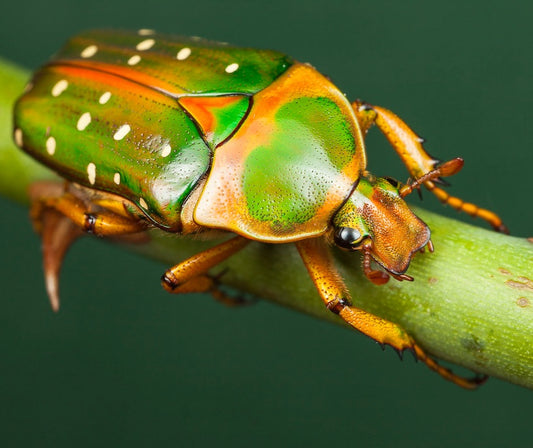 Stephanorrhina guttata