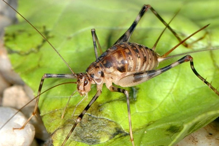 Phaeophilacris bredoides