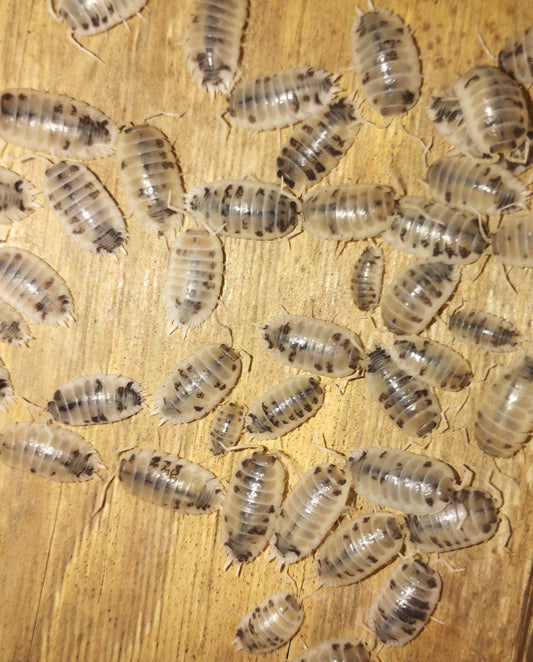 Porcellio laevis "Dairy cow" Lots de 10.