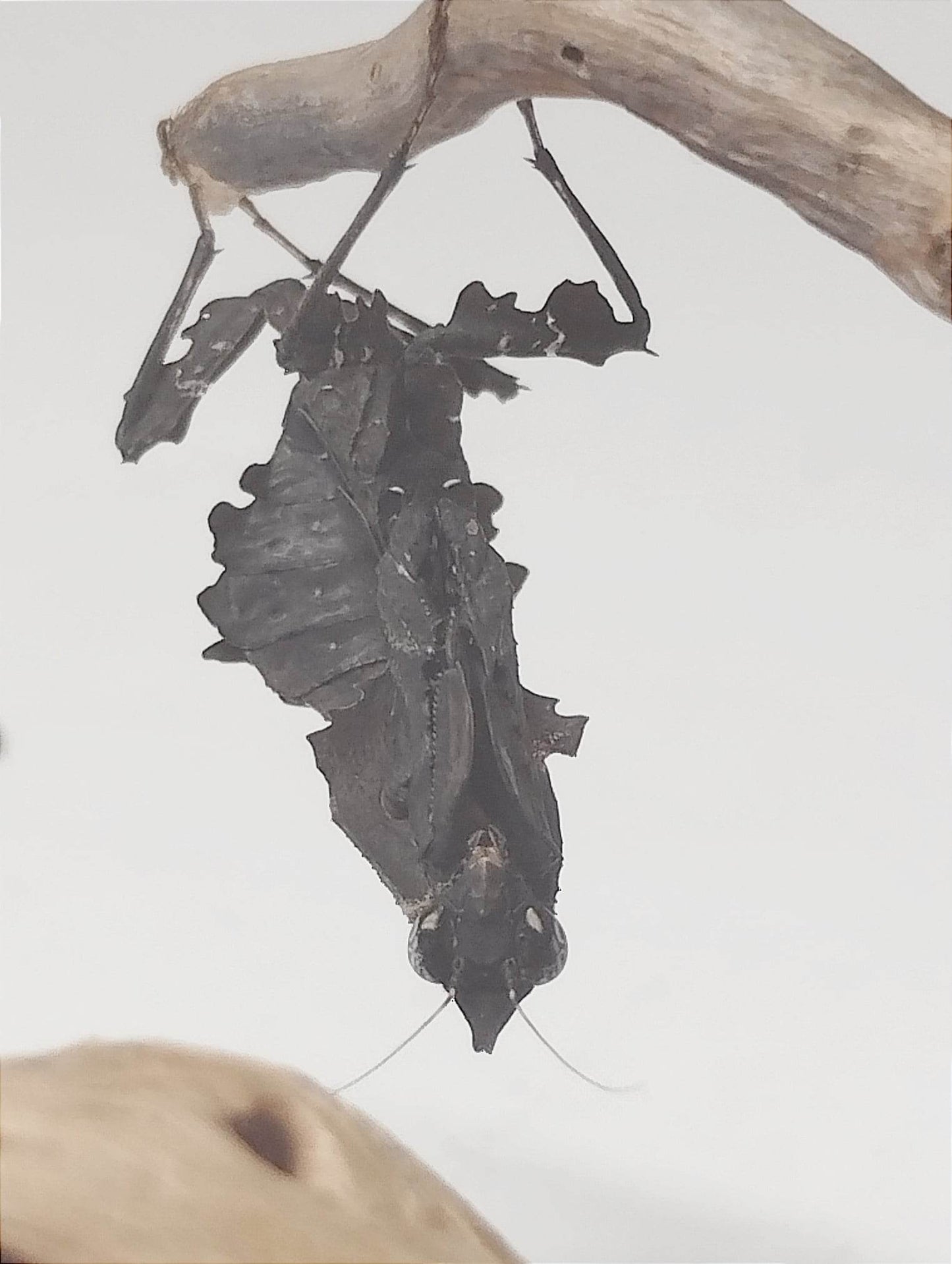 PARABLEPHARIS KUHLII ASIATICA