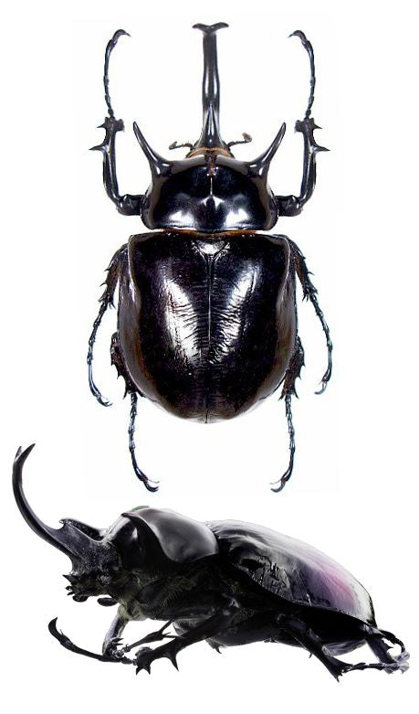 Megasoma mars