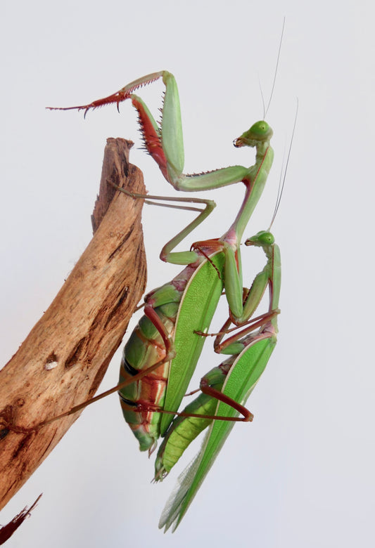 Hierodula majuscula
