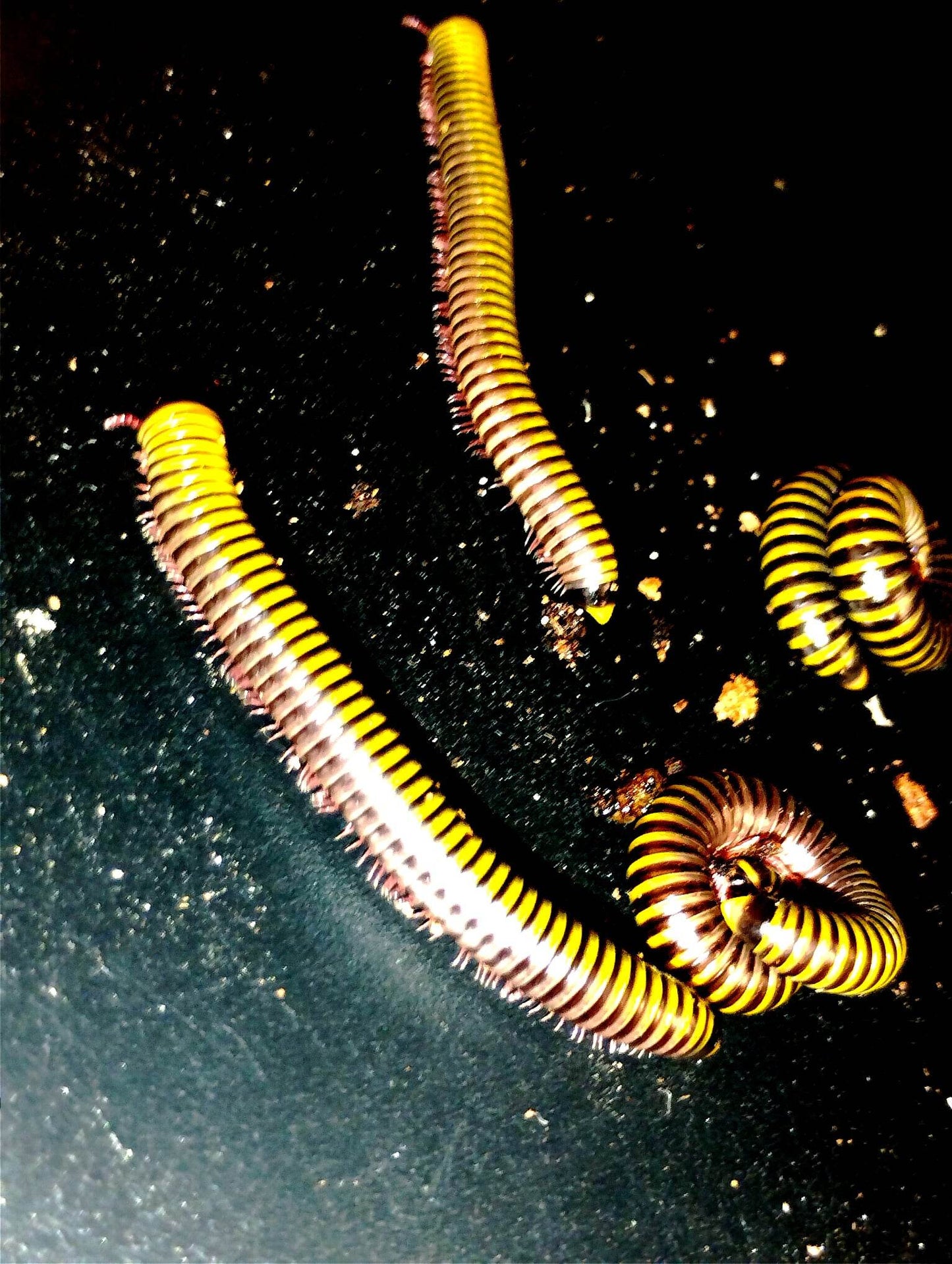 Anadenobolus monilicornis