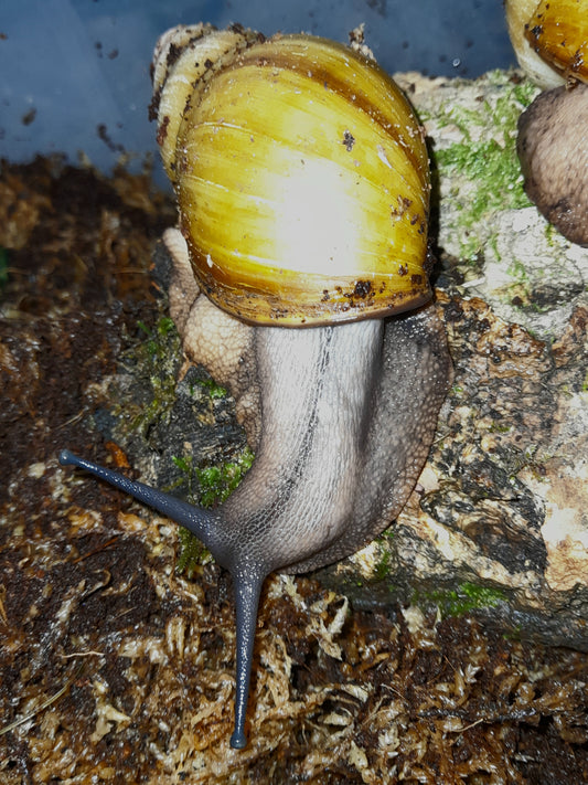 Archachatina marginata grevillei