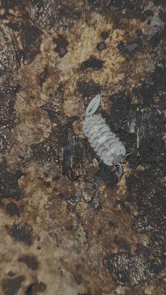 Armadillidium espanyoli marbleized Lots de 5