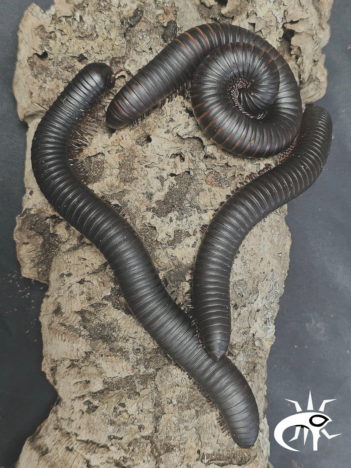INSECTORUS