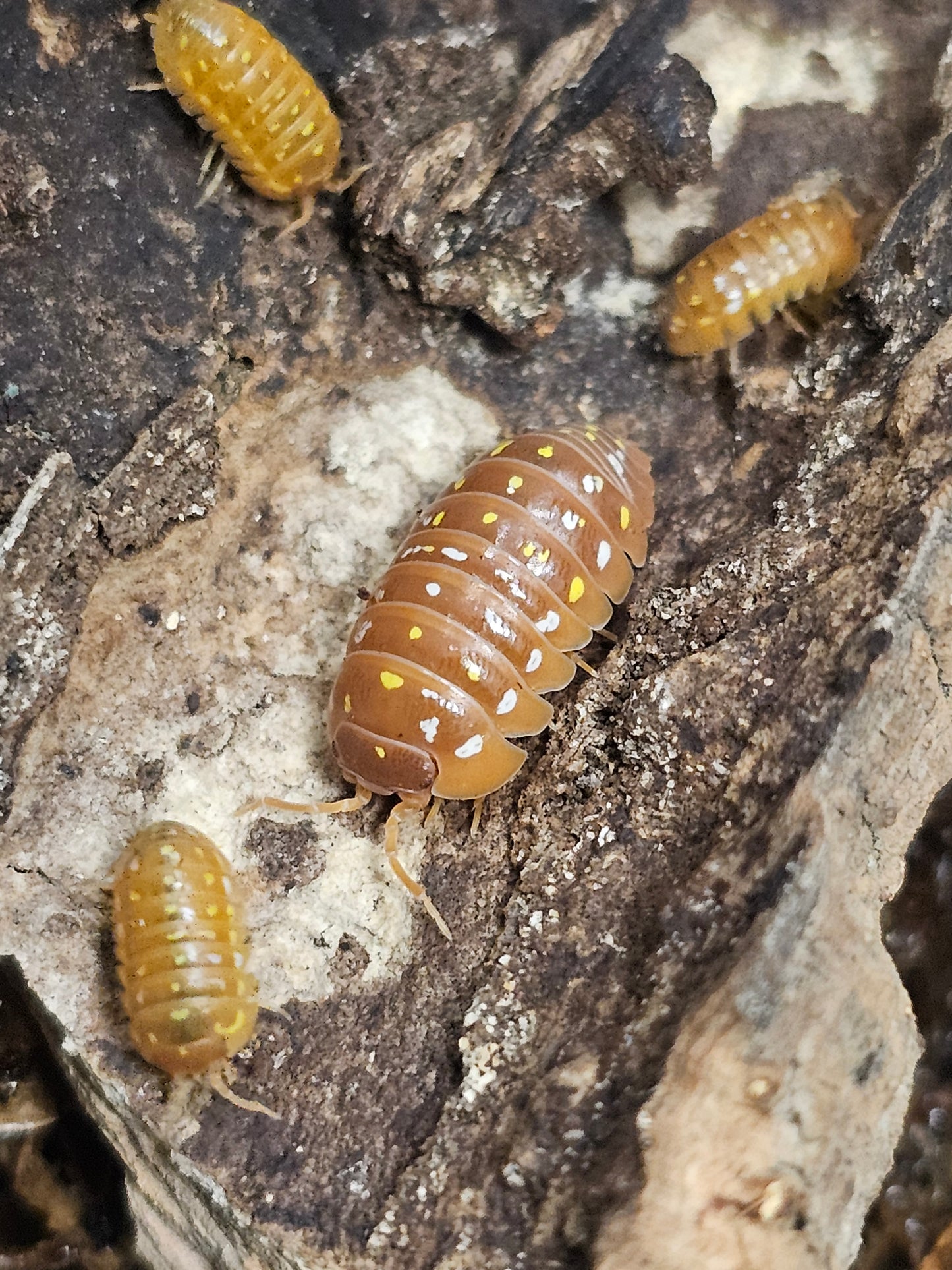 Armadillidium frontetriangulum corfu orange Lots de 5
