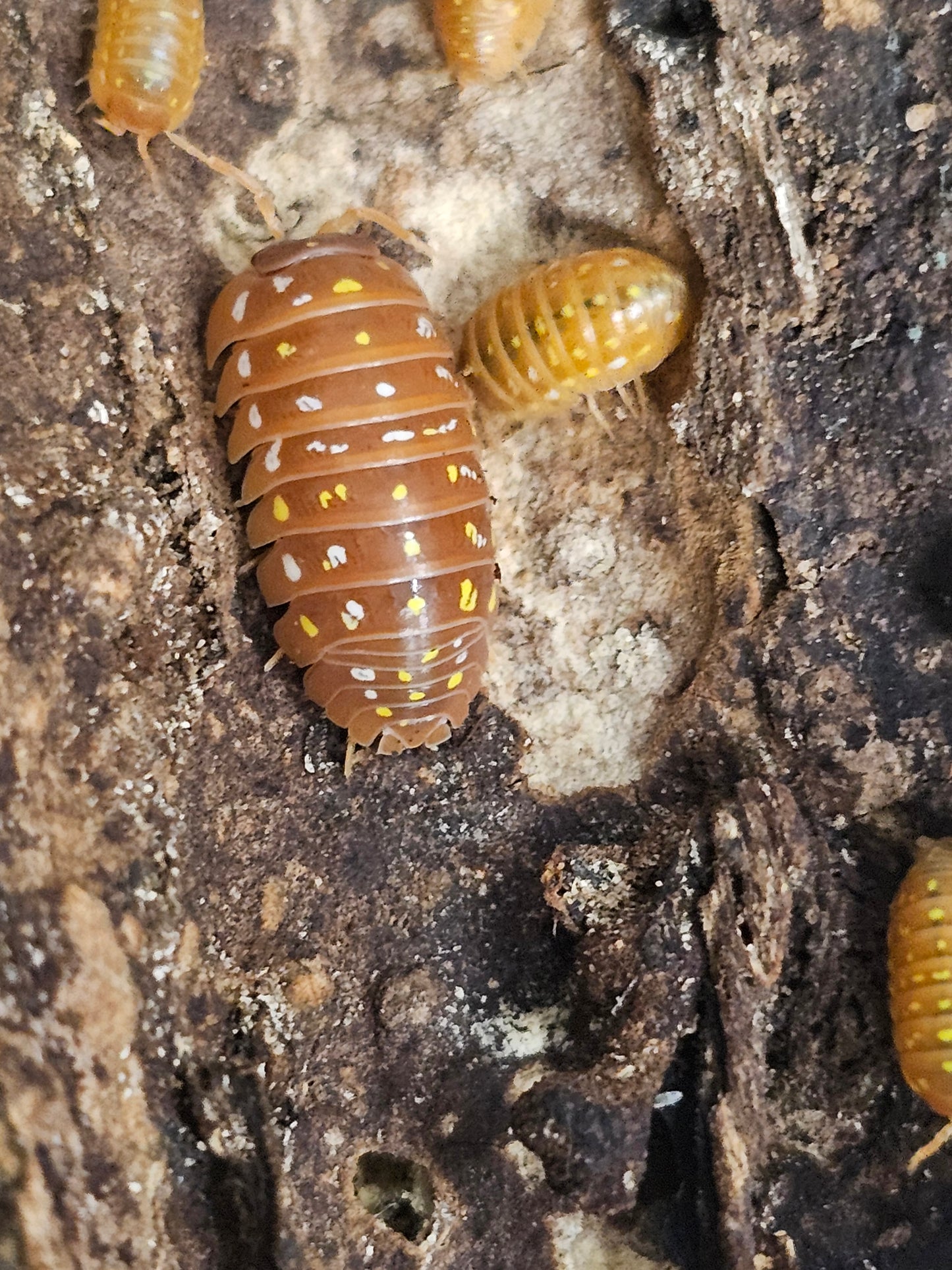 Armadillidium frontetriangulum corfu orange Lots de 5
