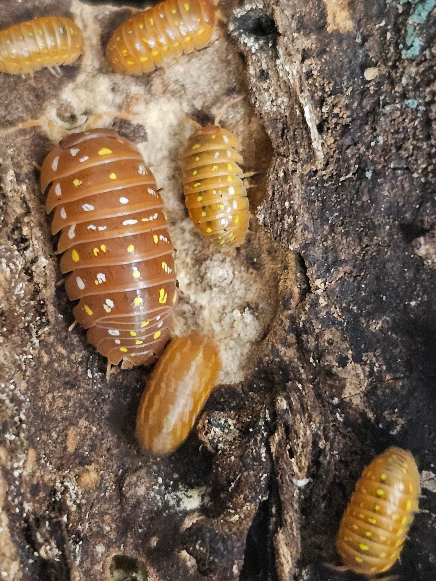 Armadillidium frontetriangulum corfu orange Lots de 5