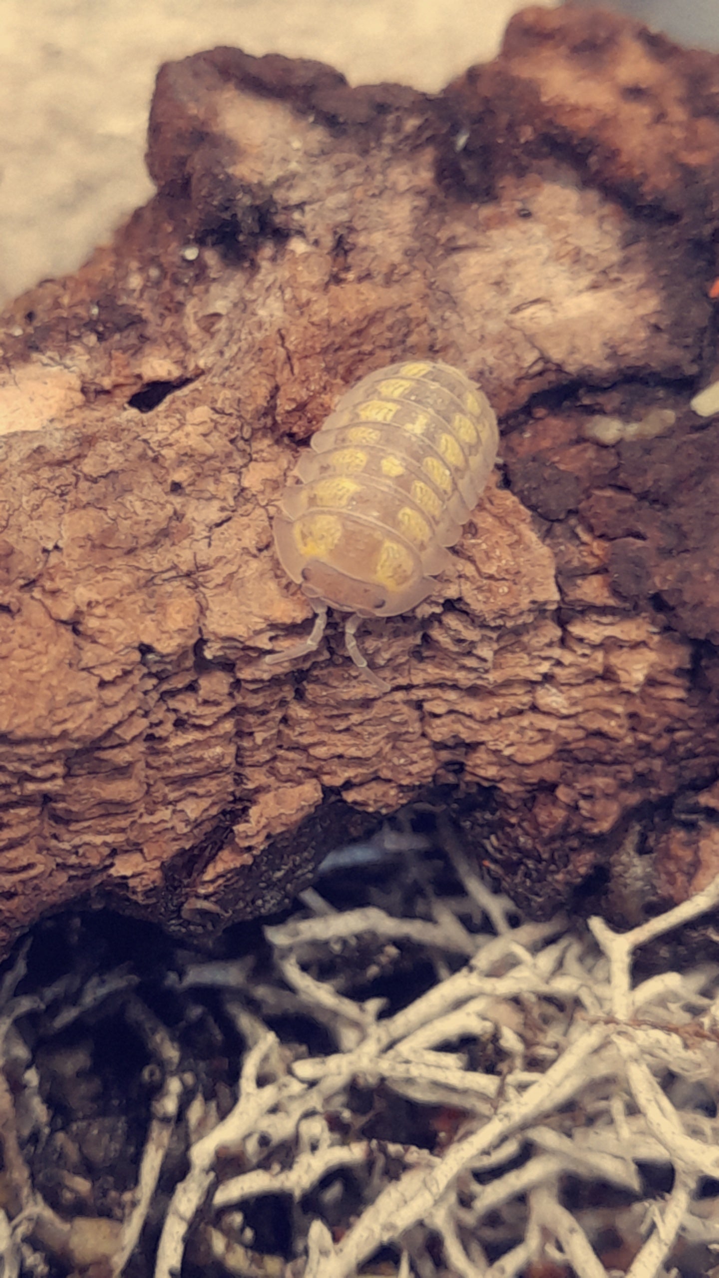 Armadillidium granulatum "Lemon" Lots de 5