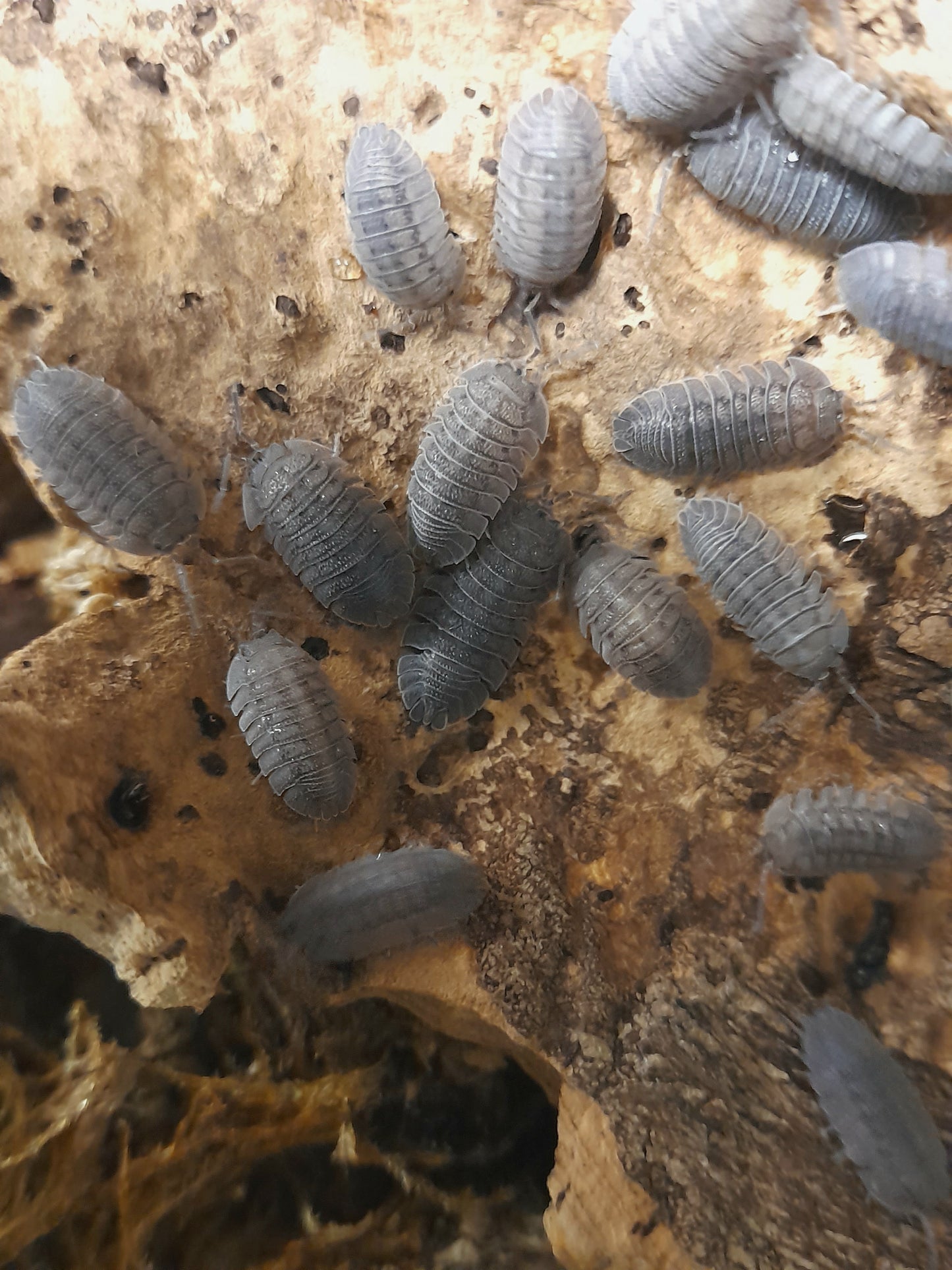 Armadillidium peraccae Lots de 10