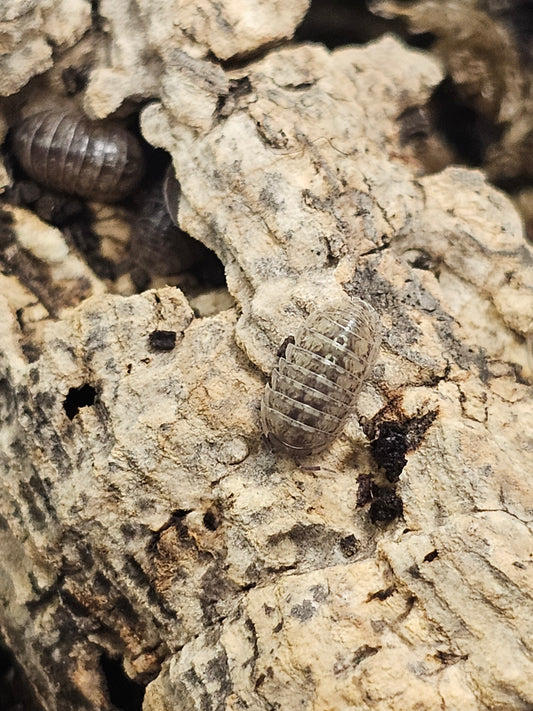 Armadillidium stagnoense Lot de 10