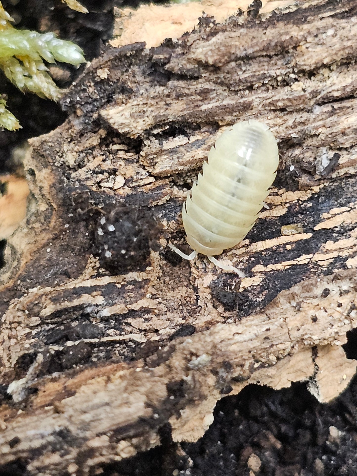 Armadillidium vulgare albinos T-