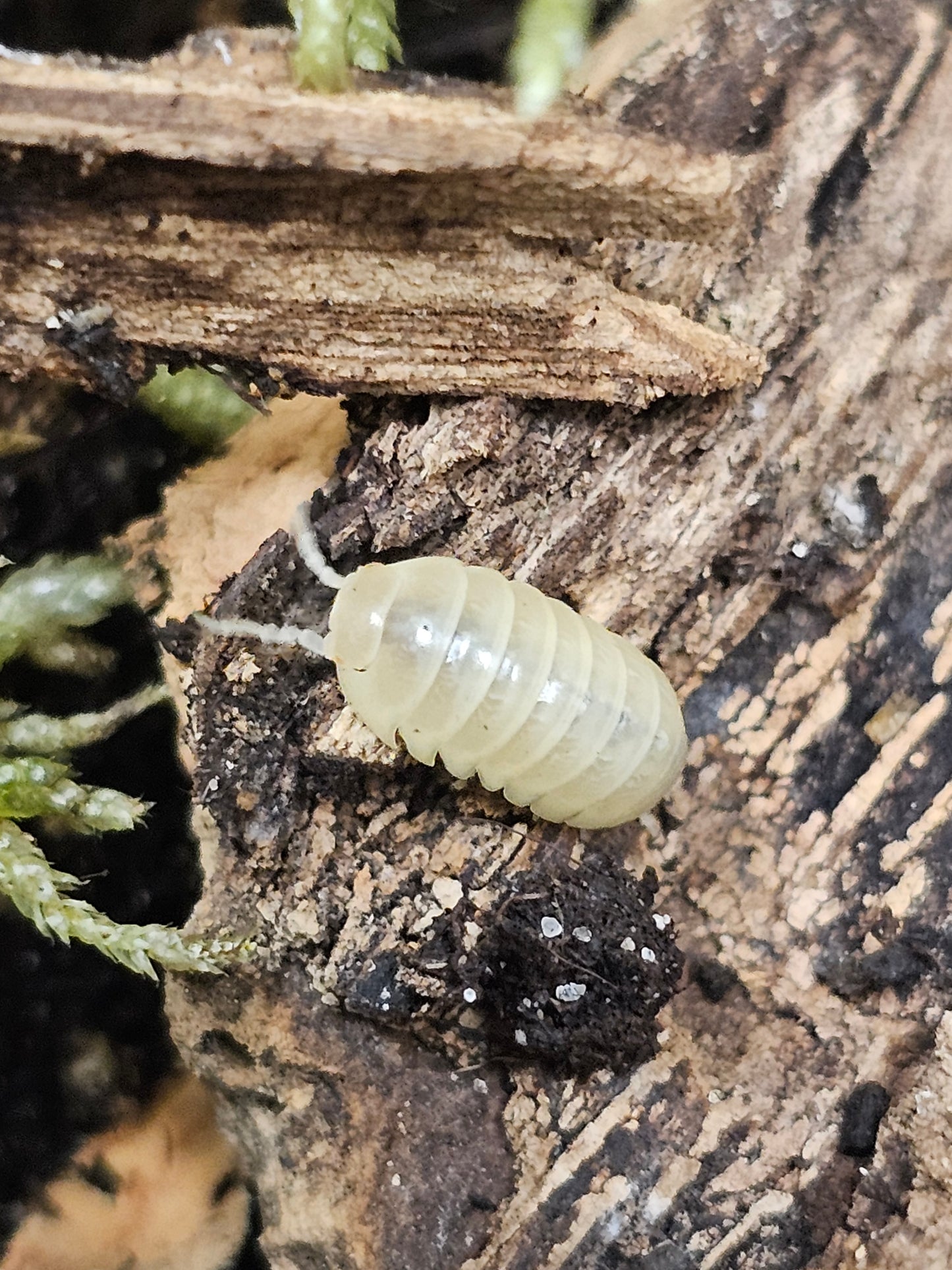 Armadillidium vulgare albinos T-